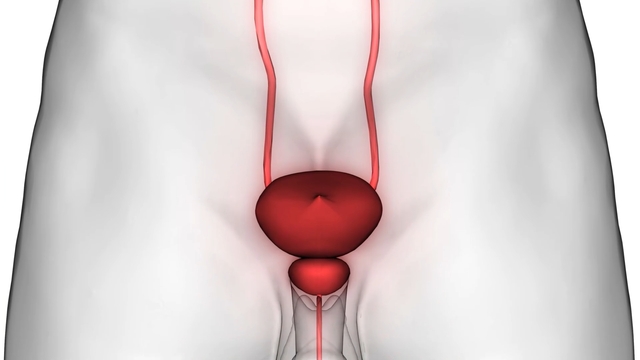 Venous Leak Explained: Protecting Your Passion and Erectile Health