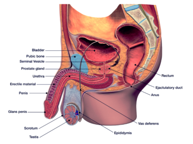 10 Best Things You Can Do to Avoid Prostate Cancer &mdash; or Any Cancer at All