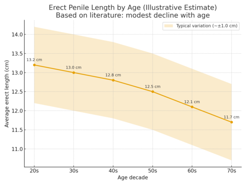 Why the Penis Shrinks With Age and What Science Says You Can Do About It
