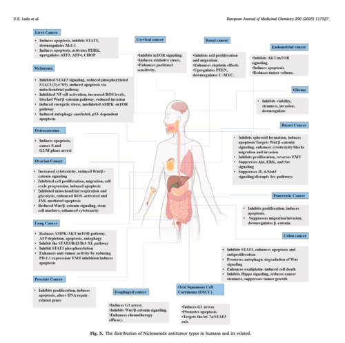 What Is Bioavailability&##x3f; The Hidden Reason Many &ldquo;Promising&rdquo; Cancer Drugs Fail