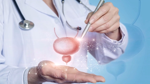 The Prostate Explained&##x3a; Unlocking the 10 Secrets of a Small But Mighty Gland