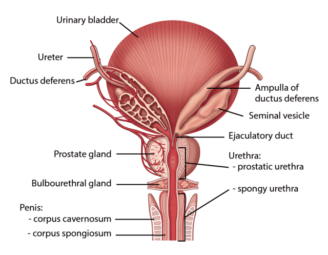 Warrior Health Articles